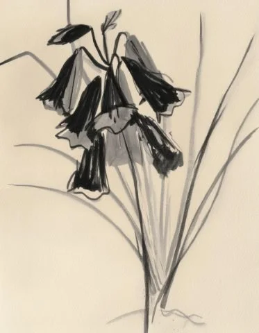 Inky floral illustration used in the Liora lexicon section of the Conversarium.