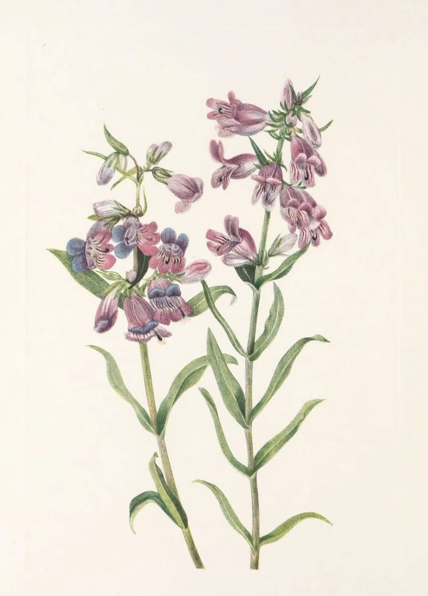 Botanical illustration used in the Conversarium Field atlas of ethical dilemmas