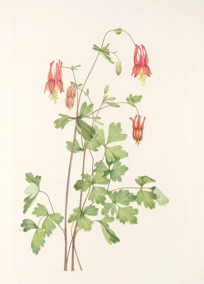 Botanical illustration used in the Conversarium Field atlas of ethical dilemmas