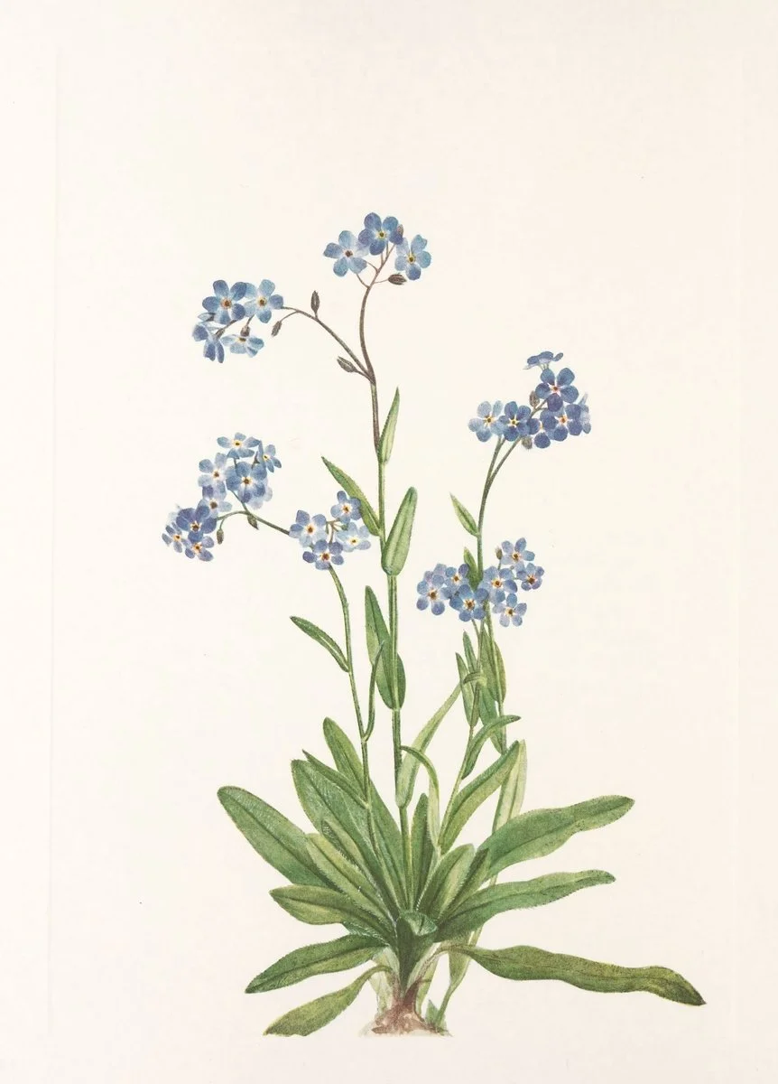 Botanical illustration used in the Conversarium Field atlas of ethical dilemmas