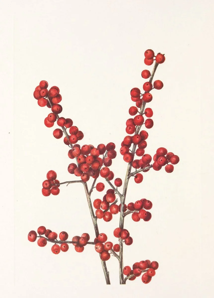 Botanical illustration used in the Conversarium Field atlas of ethical dilemmas
