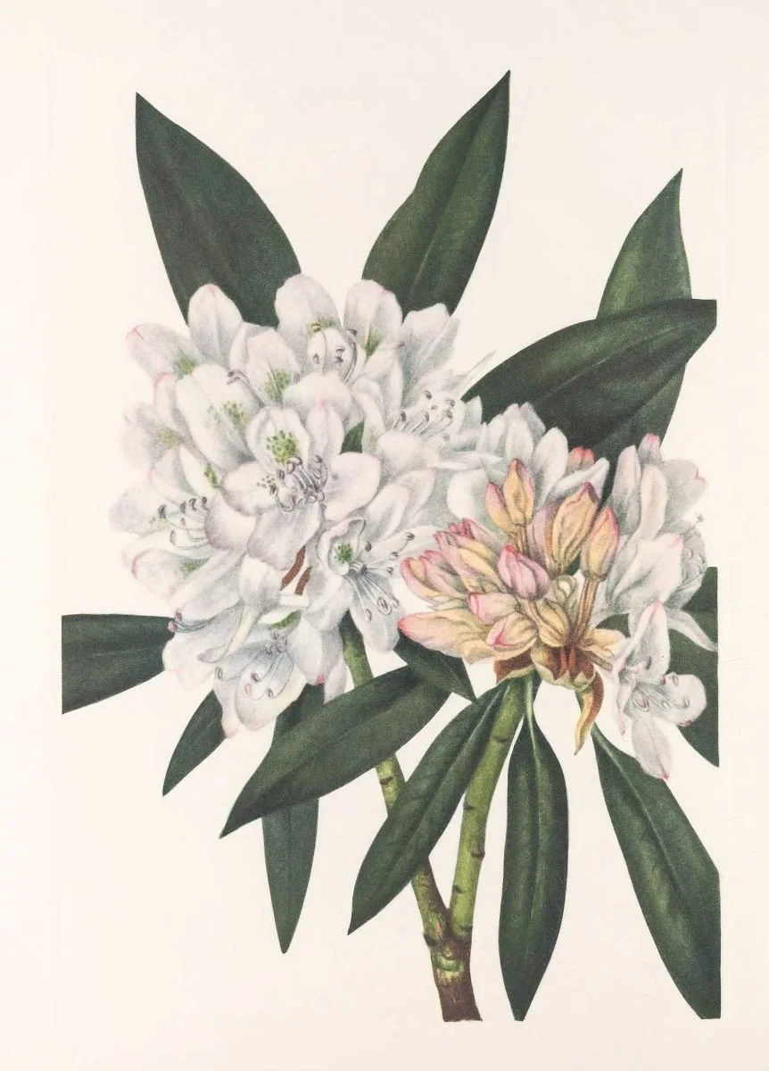 Botanical illustration used in the Conversarium Field atlas of ethical dilemmas