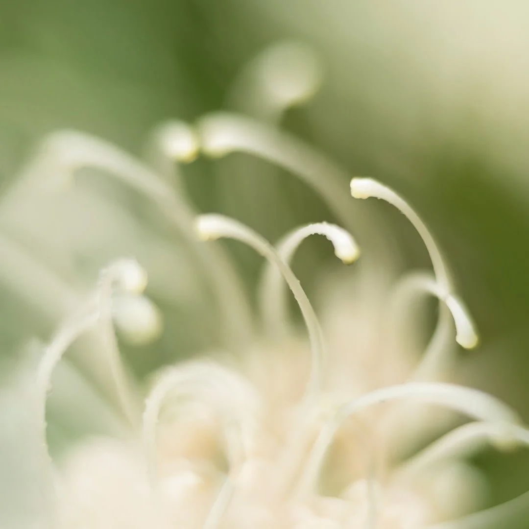Grevillea_encounter_1.jpeg
