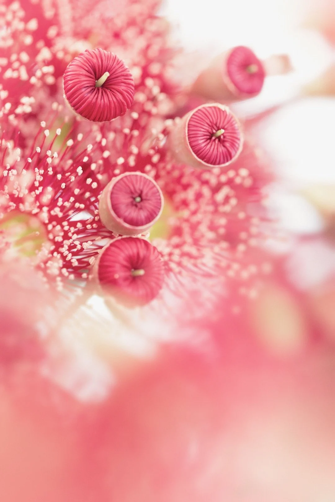 Eucalypt_blossom_buds_2.jpeg
