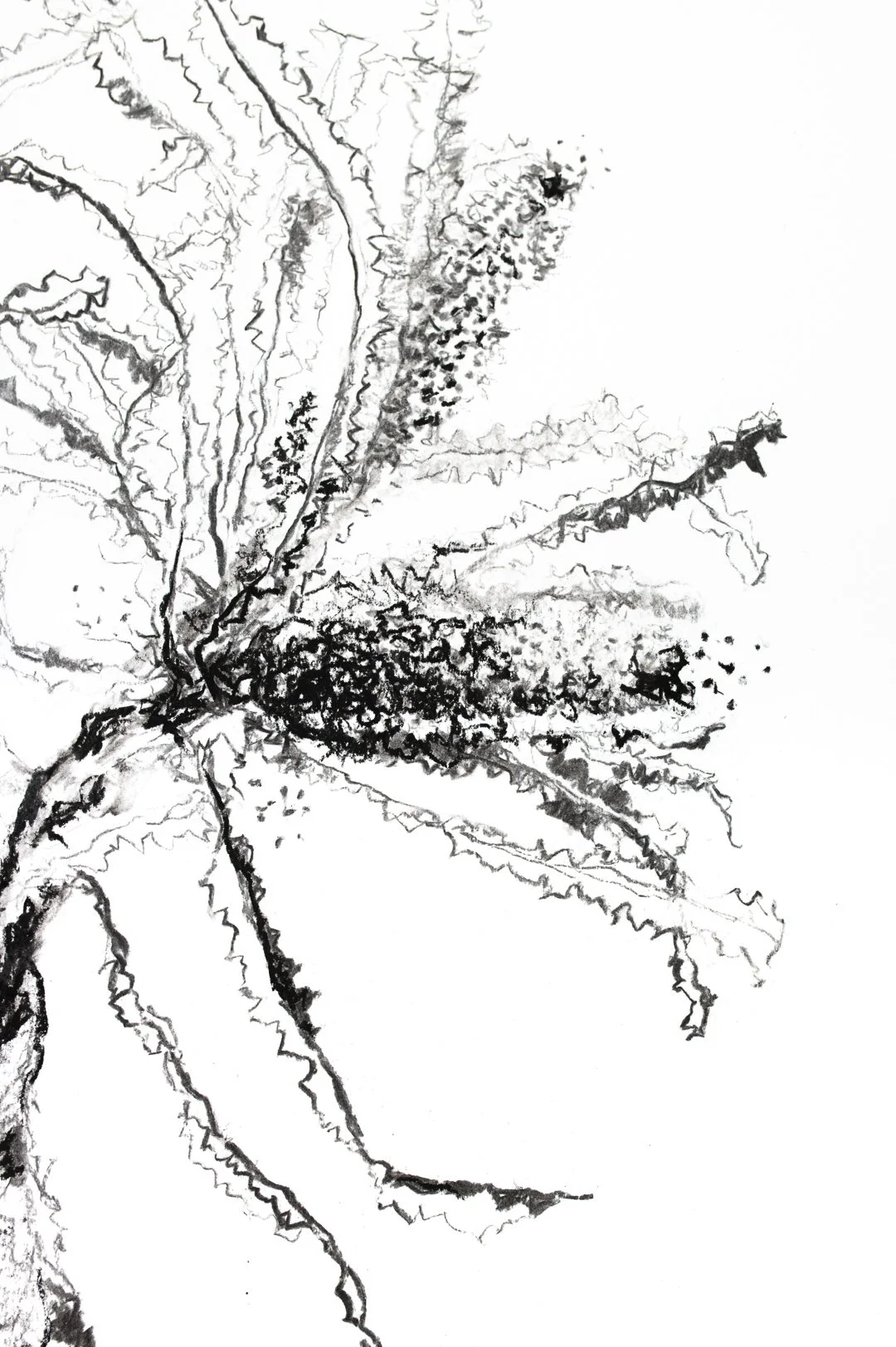 JG_ banksia-4827.jpg