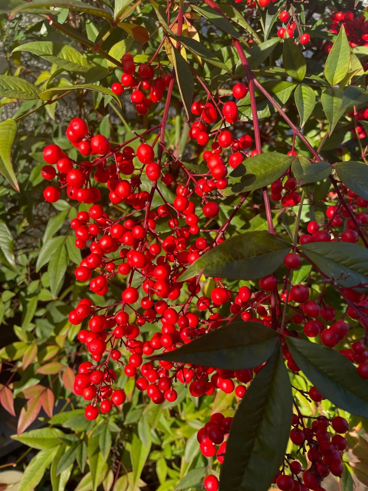 Червоні плоди радості.jpg