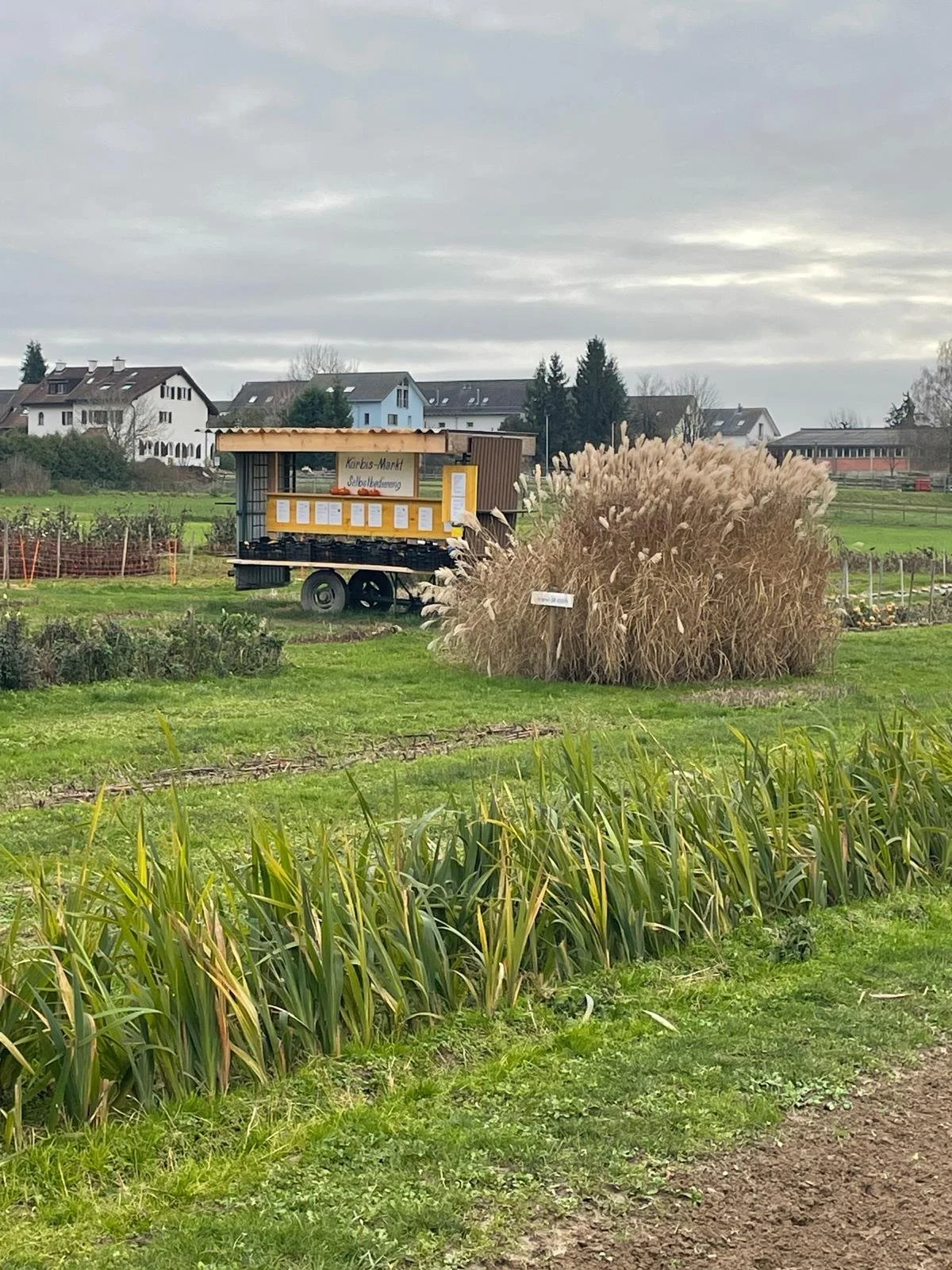 Сільський ярмарок.jpg