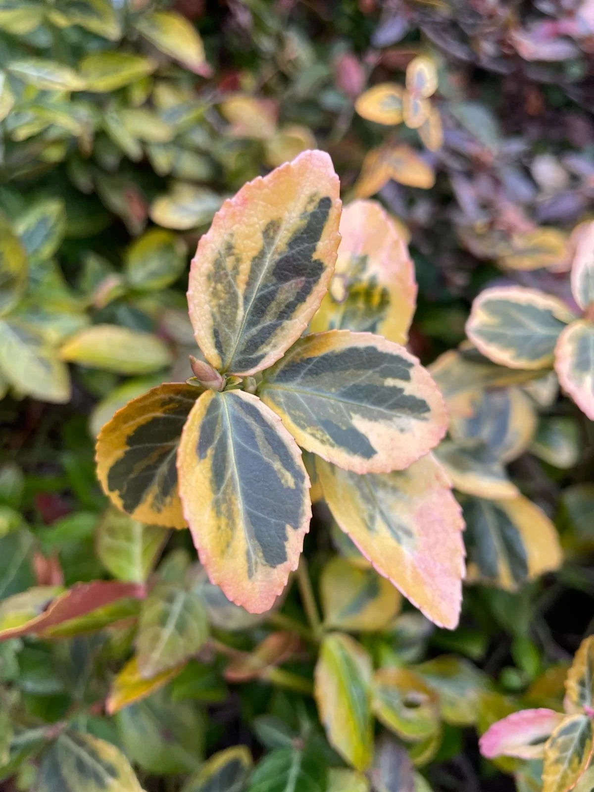 Осіннє листя 2.jpg