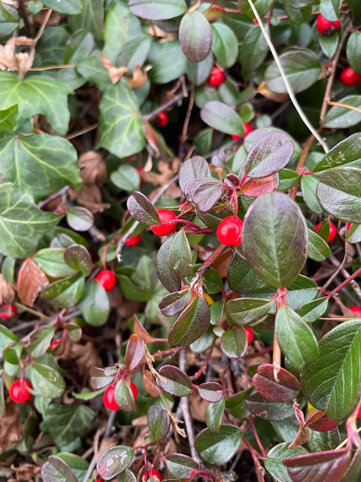 Зимові іскри.jpg