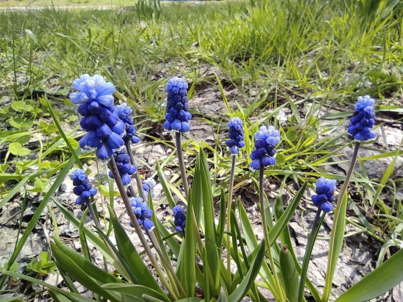 Харів Тимченко 2.jpeg