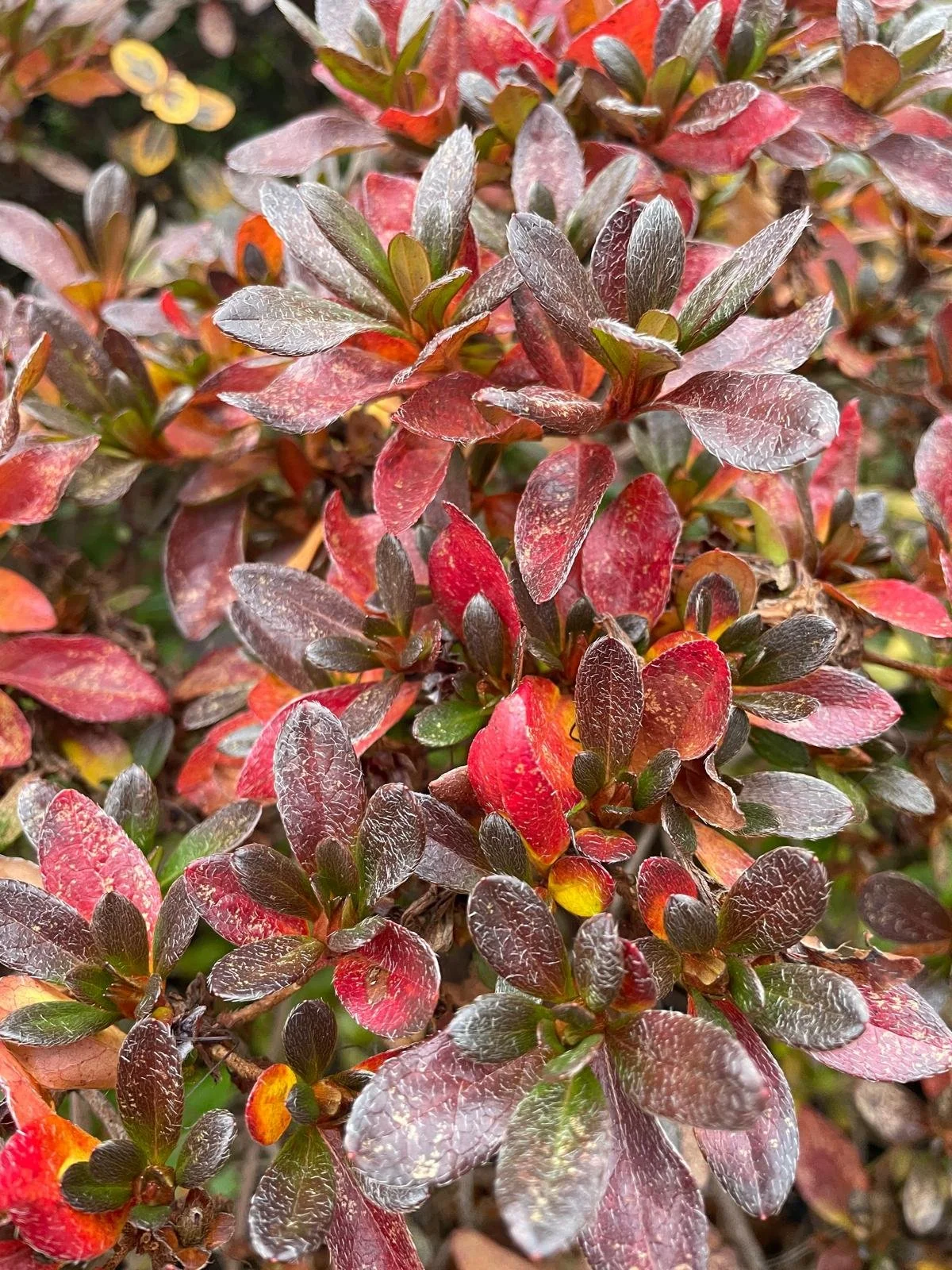 Червоне листя листопада.jpg