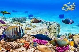 Underwater scene with colorful fish swimming over coral and rocks in clear blue water.