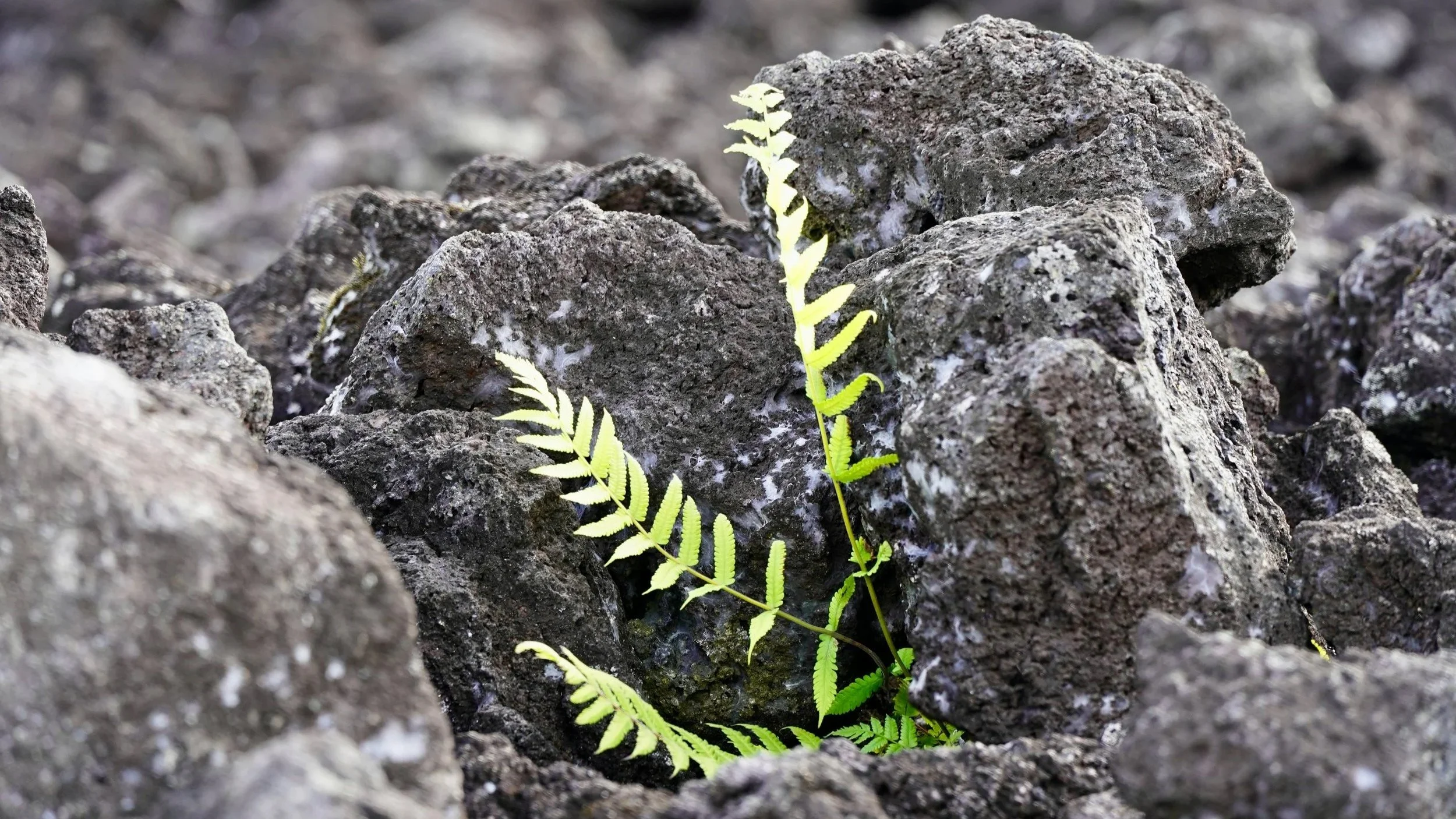 Jatkuvuudenhallinta pilviympäristöissä epävarmoina aikoina