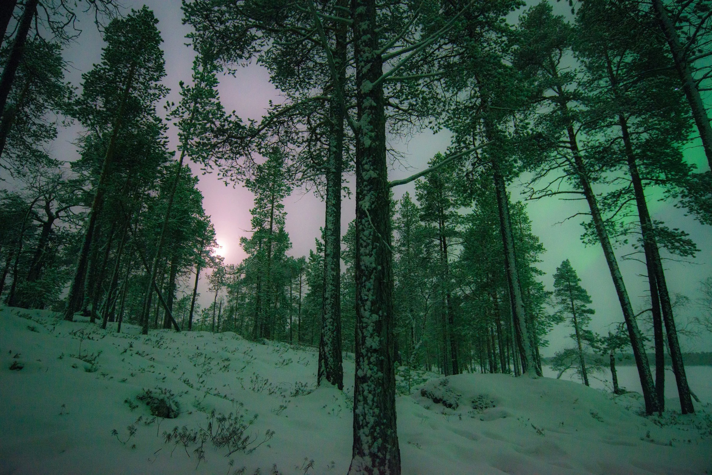 Finnish forest during a winter night