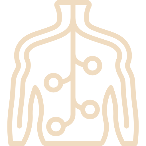 Diagramm des menschlichen Nervensystems mit Fokus auf das autonome Nervensystem.