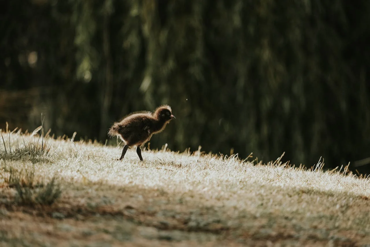 A baby bird standing on a grassy surface with a dark blurred background.