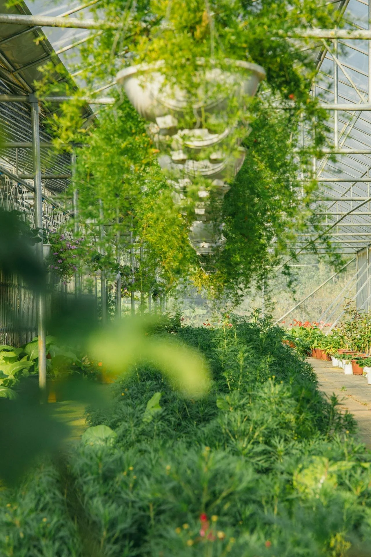 Inside a greenhouse, hanging planters with green trailing plants, behind potted flowers and lush greenery along a walkway.