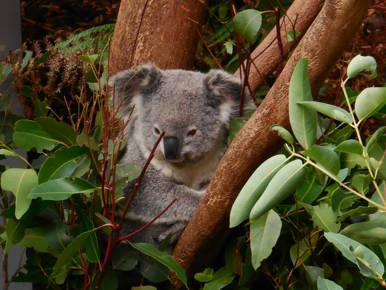 A koala bear sitting in a tree surrounded by green eucalyptus leaves.