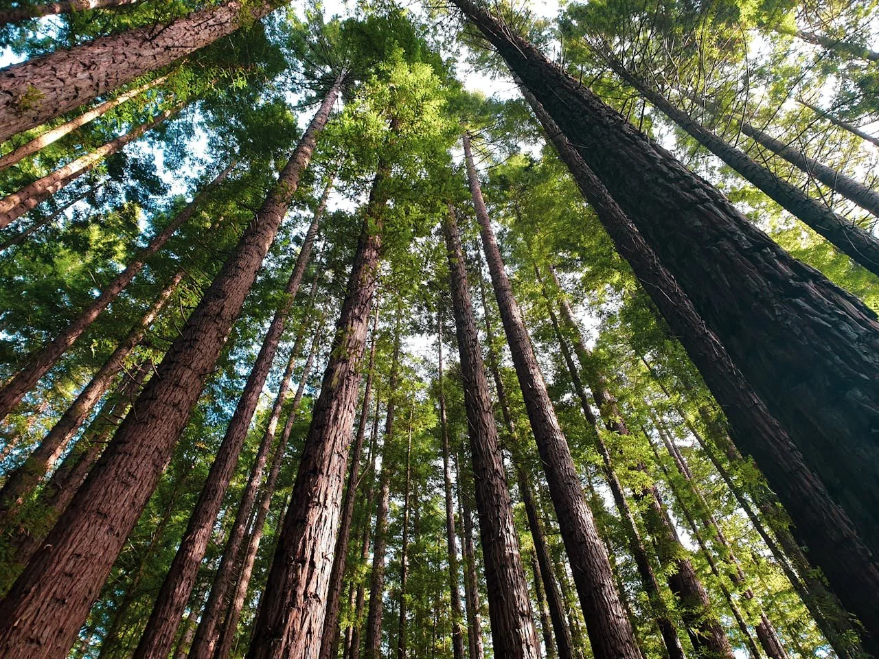 Looking up at tall redwood trees in a dense forest with sunlight filtering through green leaves.