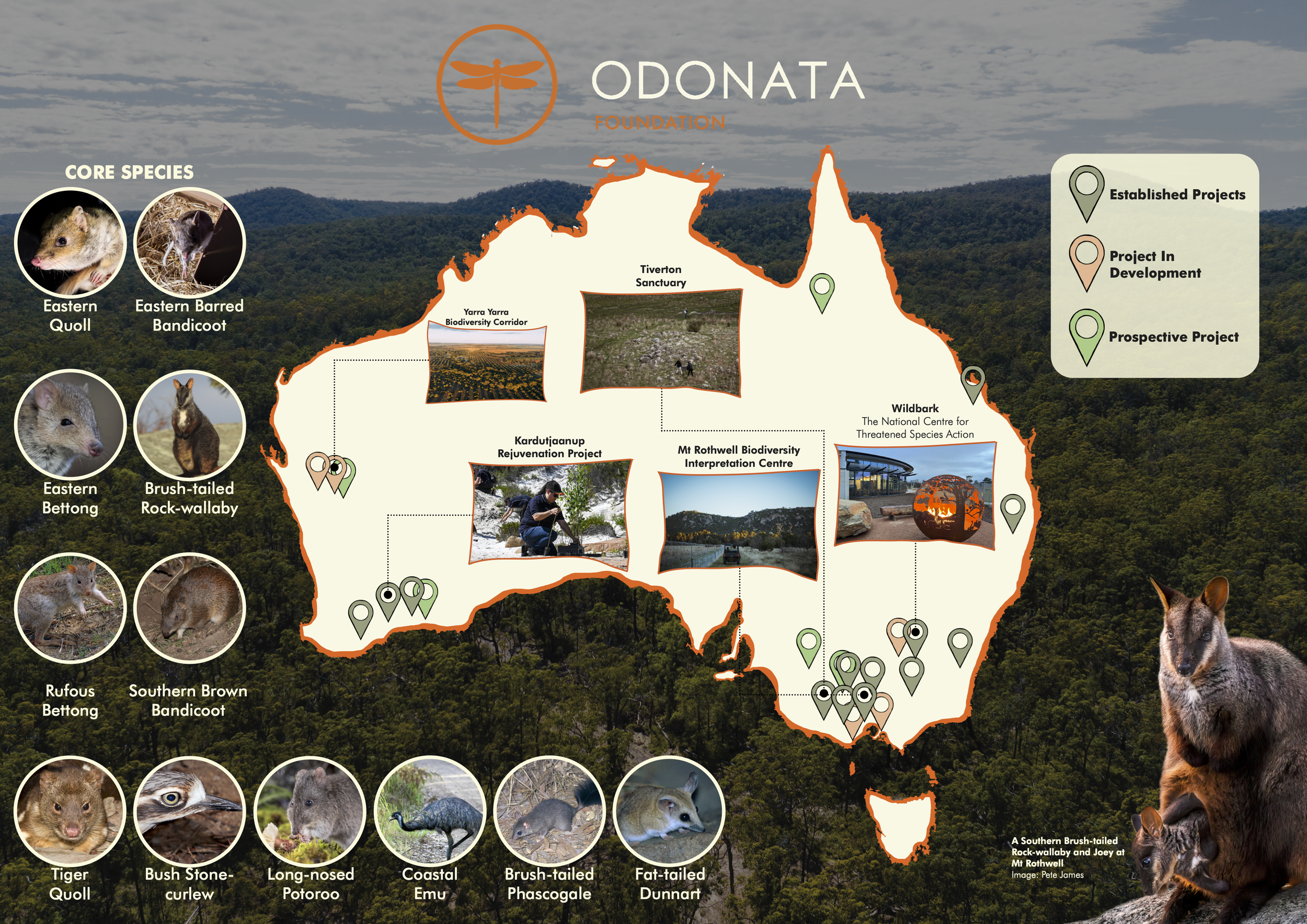Map of Australia highlighting conservation projects by the Odonata Foundation, with icons indicating established, in development, and prospective projects, and pictures of various native species including quolls, bandicoots, bettongs, koalas, and possums.