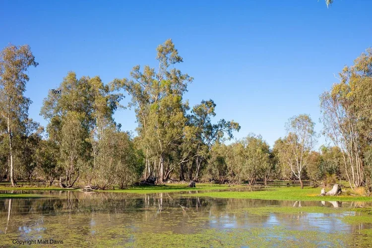 A river with green algae and trees along the shoreline, under a clear blue sky.