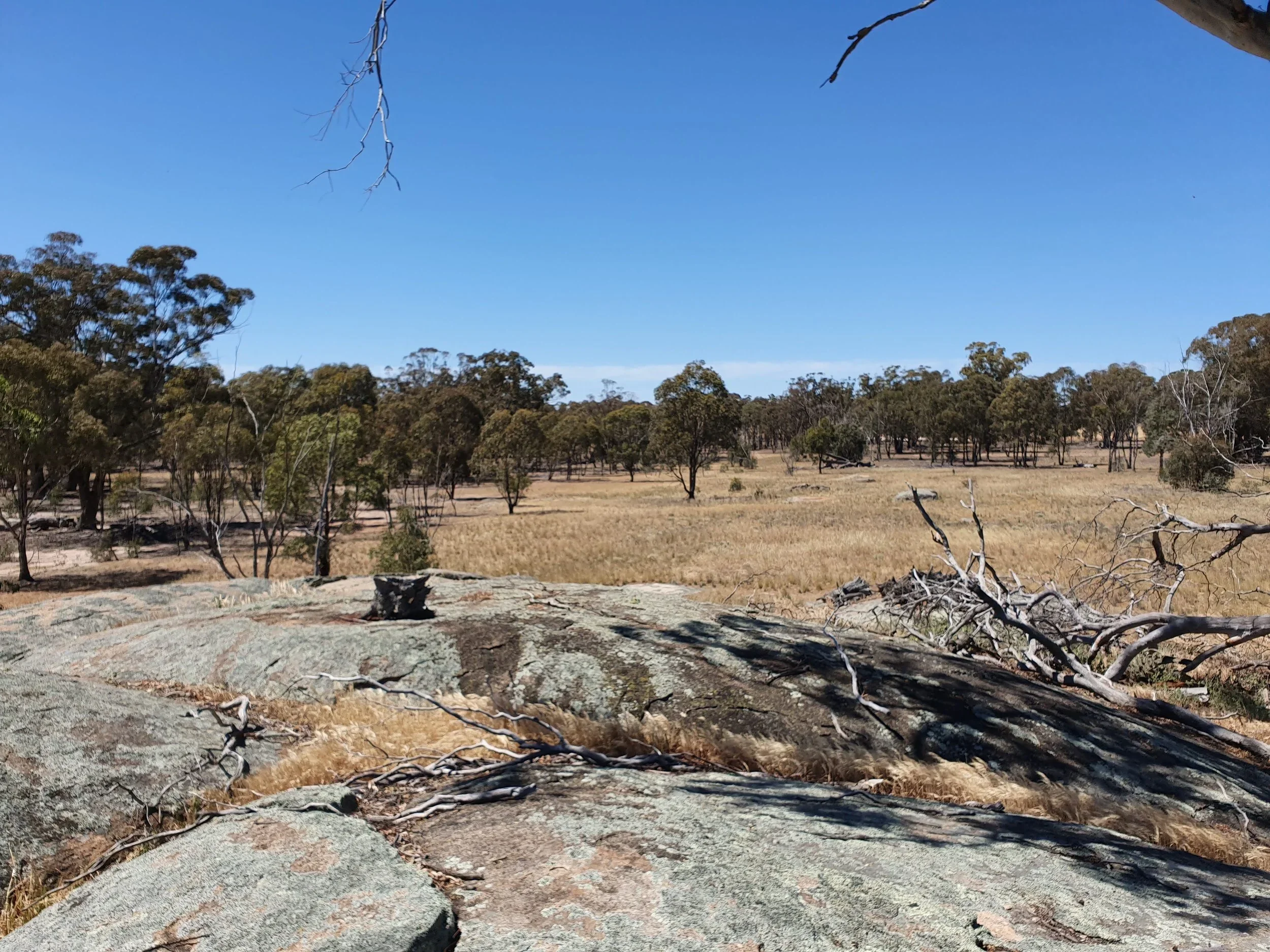 Open field with dry grass, scattered trees, large rocks, and clear blue sky.