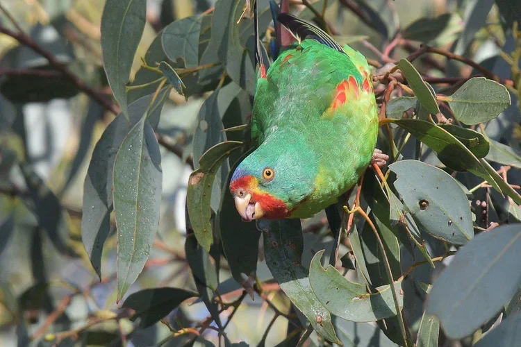 A green parrot with red markings on a tree branch surrounded by green leaves.