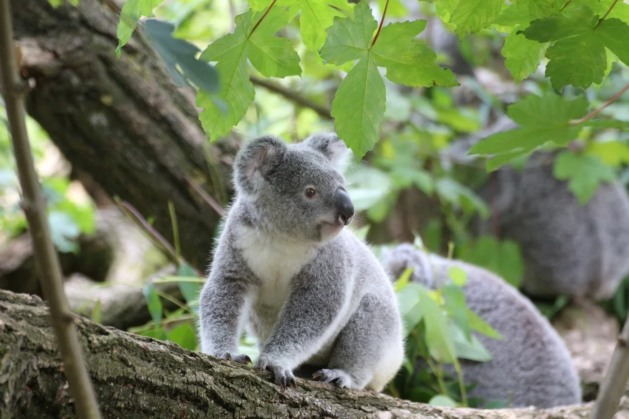 A cute baby koala sitting on a tree branch among green leaves.