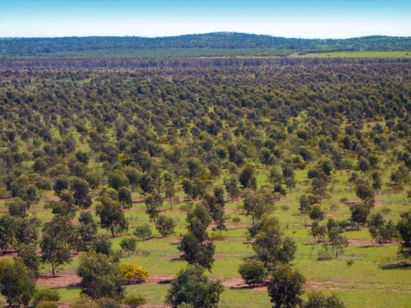 A landscape view of a large orchard with evenly spaced olive trees, extending to distant hills under a clear blue sky.