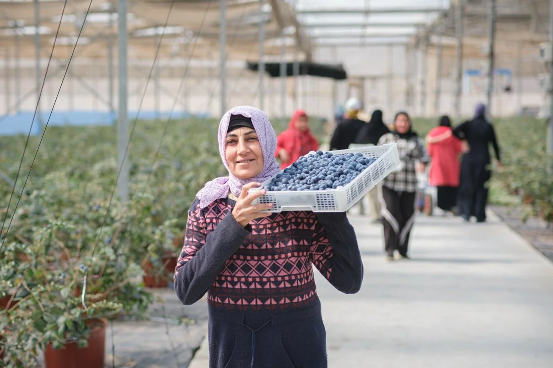 blueberries-agricultural-harvest-egypt-documentary-mission (15).jpg
