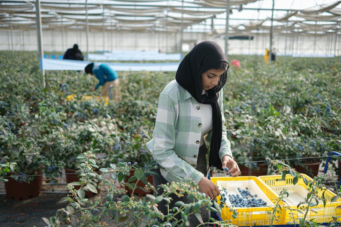 blueberries-agricultural-harvest-egypt-documentary-mission (6).jpg