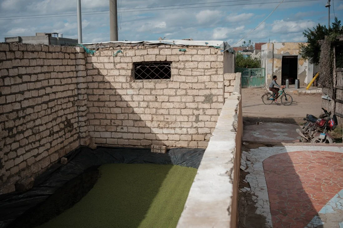 2411 Kafr El Sheikh IFAD 0091.jpg