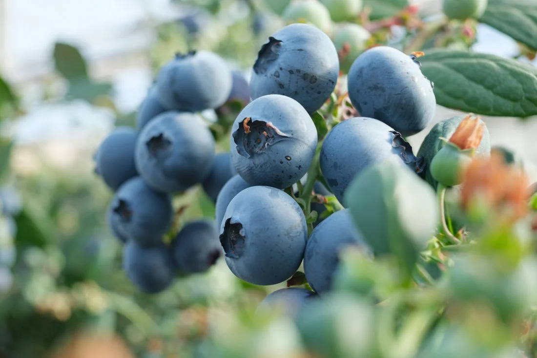 blueberries-agricultural-harvest-egypt-documentary-mission (5).jpg