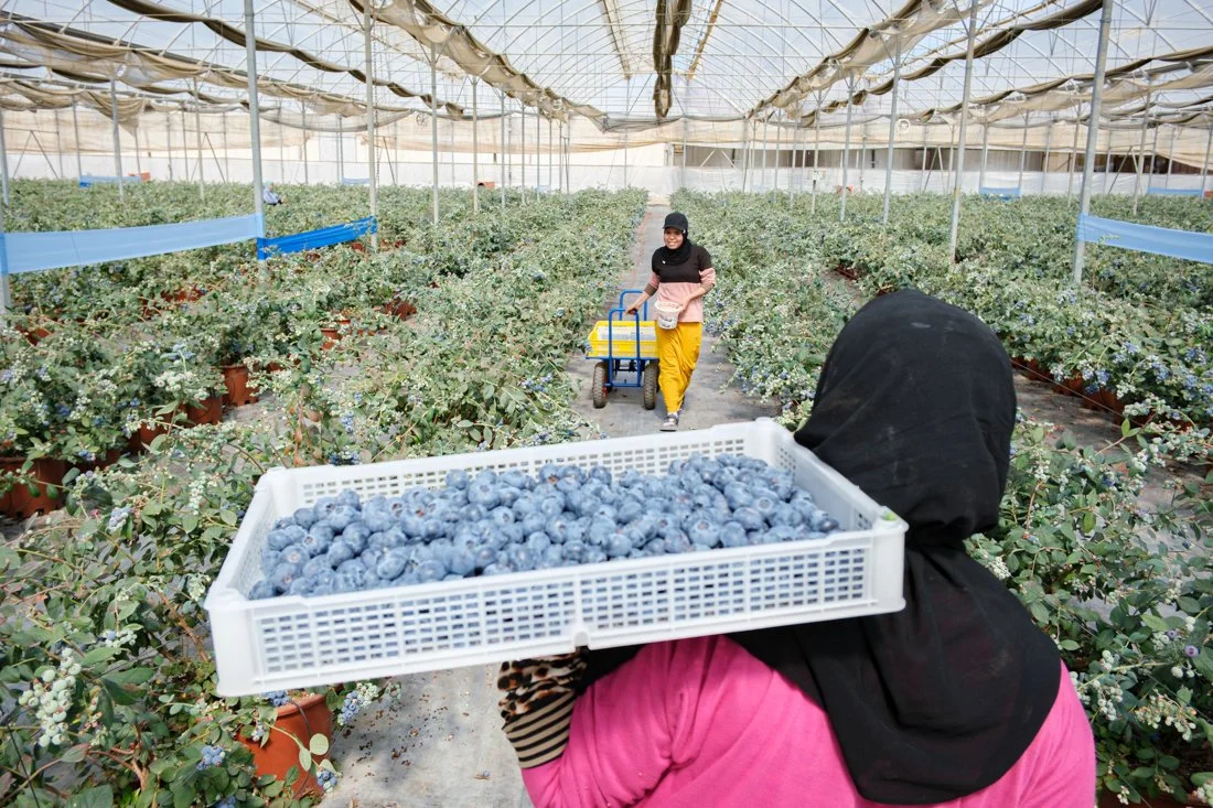 Agriculture