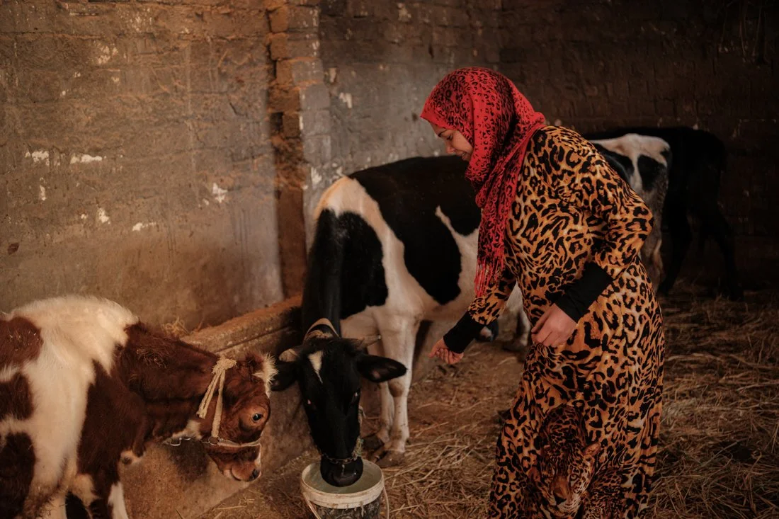 2411 Kafr El Sheikh IFAD 0093.jpg