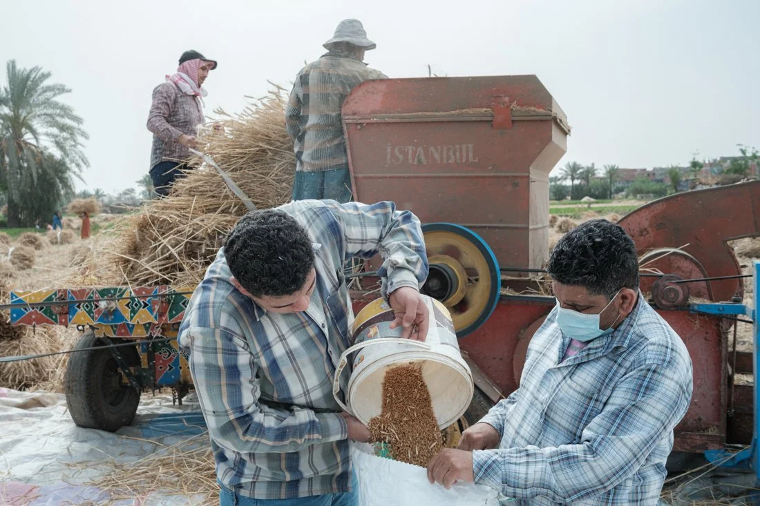 2404 Wheat Sharkia 0369.jpg