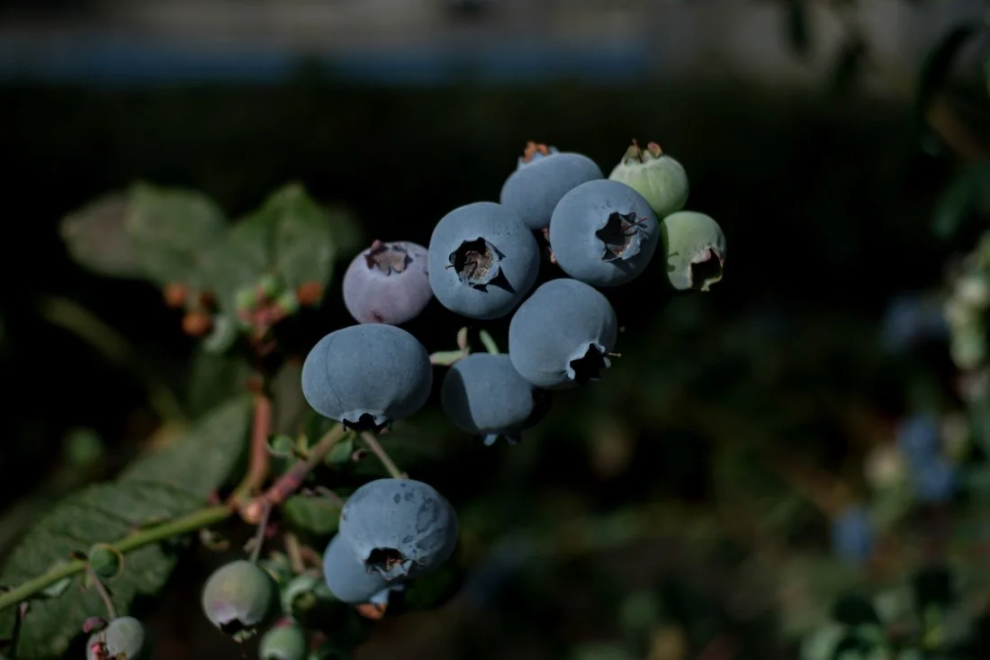 blueberries-agricultural-harvest-egypt-documentary-mission (8).jpg