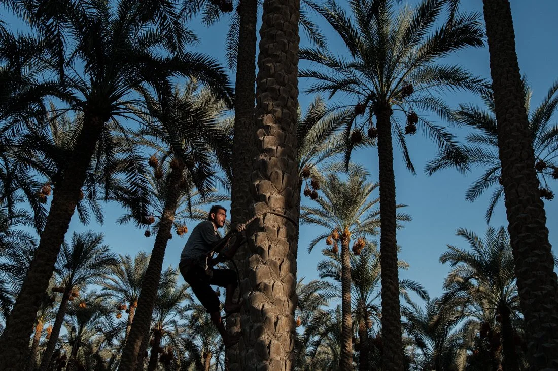agricultural-harvest-egypt-documentary-mission.jpg
