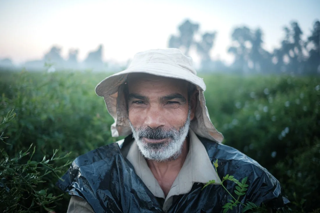 agricultural-harvest-egypt-documentary (7).jpg