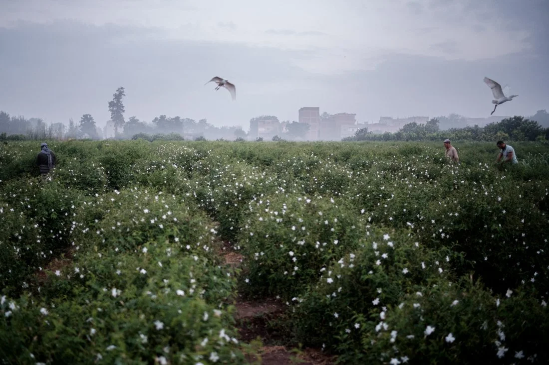 Farmers working in a field of blooming white flowers with two white birds flying overhead and a cityscape in the background at dawn or dusk.