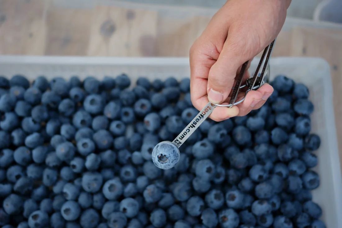 blueberries-agricultural-harvest-egypt-documentary-mission (10).jpg