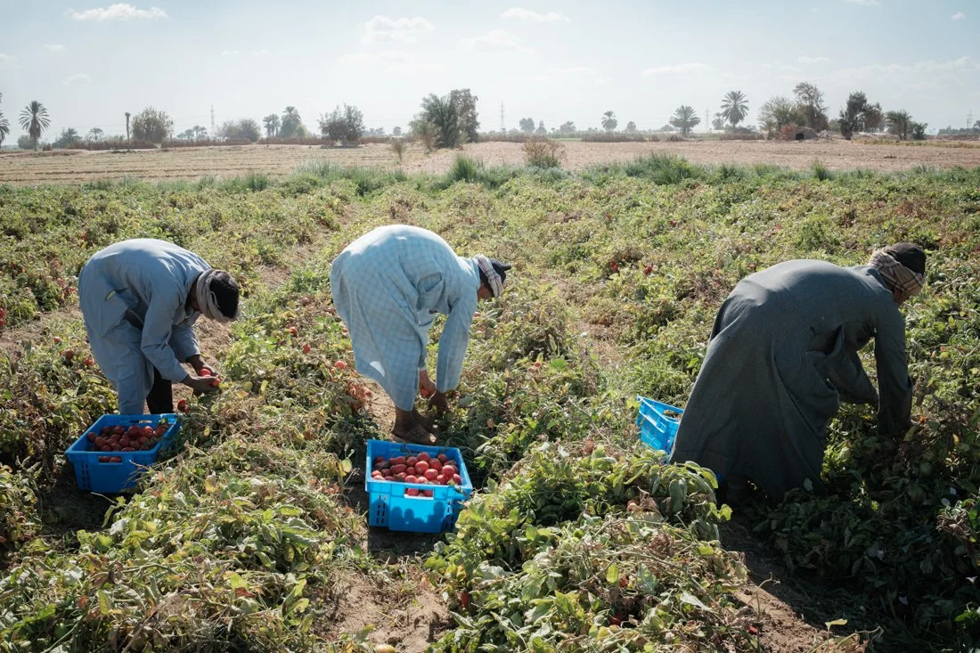 2411 Minya IFAD 0052.jpg