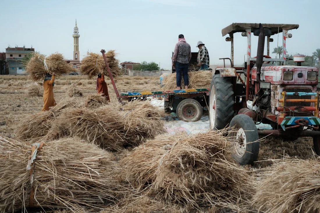wheat-agricultural-harvest-egypt-documentary-mission (7).jpg