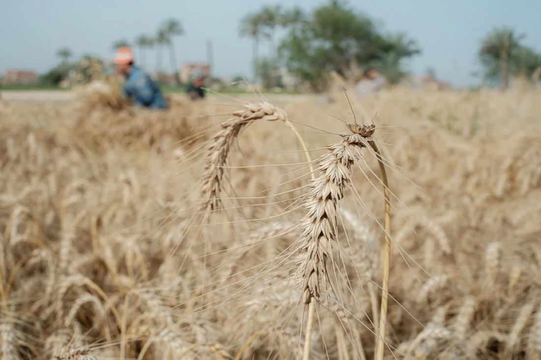 2404 Wheat Sharkia 0121.jpg