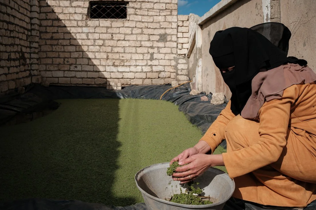 2411 Kafr El Sheikh IFAD 0071.jpg