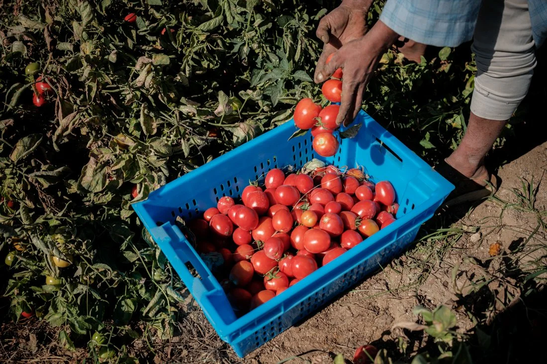 2411 Minya IFAD 0056.jpg