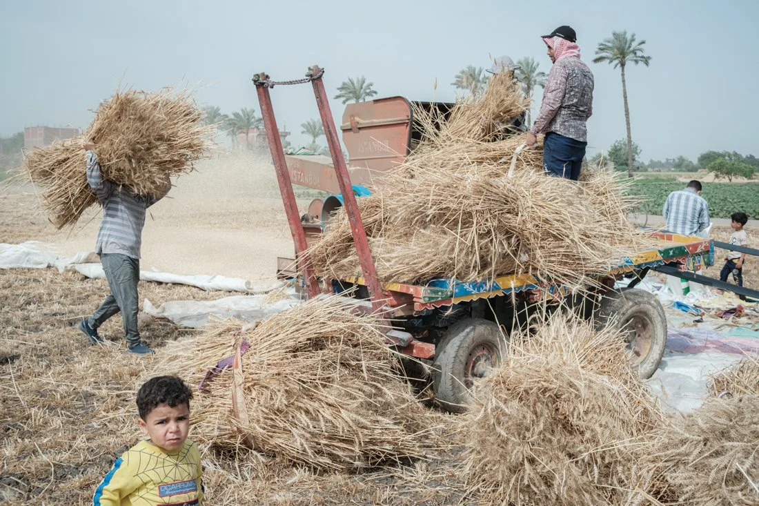 2404 Wheat Sharkia 0268.jpg