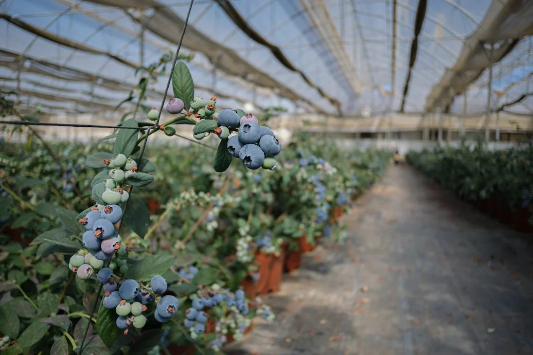 blueberries-agricultural-harvest-egypt-documentary-mission (11).jpg