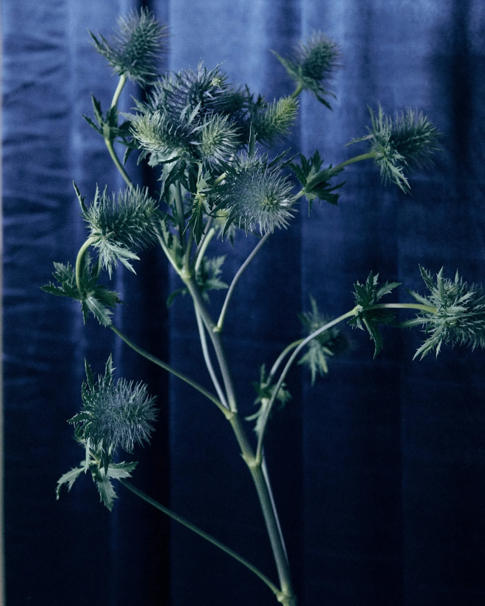 2026013_LA TULIPANA_ANITA GARCIA1407.jpg