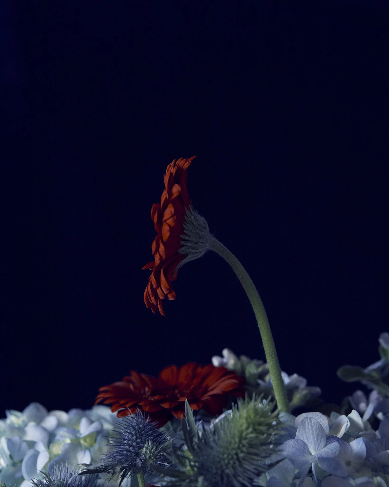 2026013_LA TULIPANA_ANITA GARCIA1826.jpg